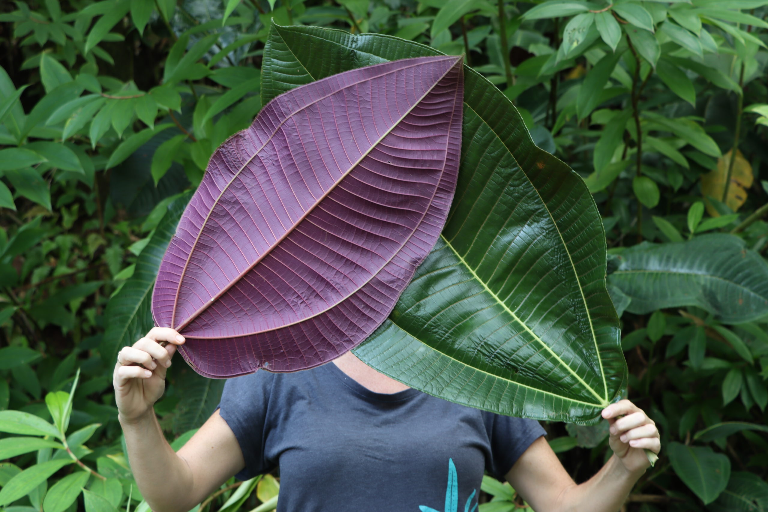 A person holds two very large leaves showing a shiny green side of one and the purple underside of the other.