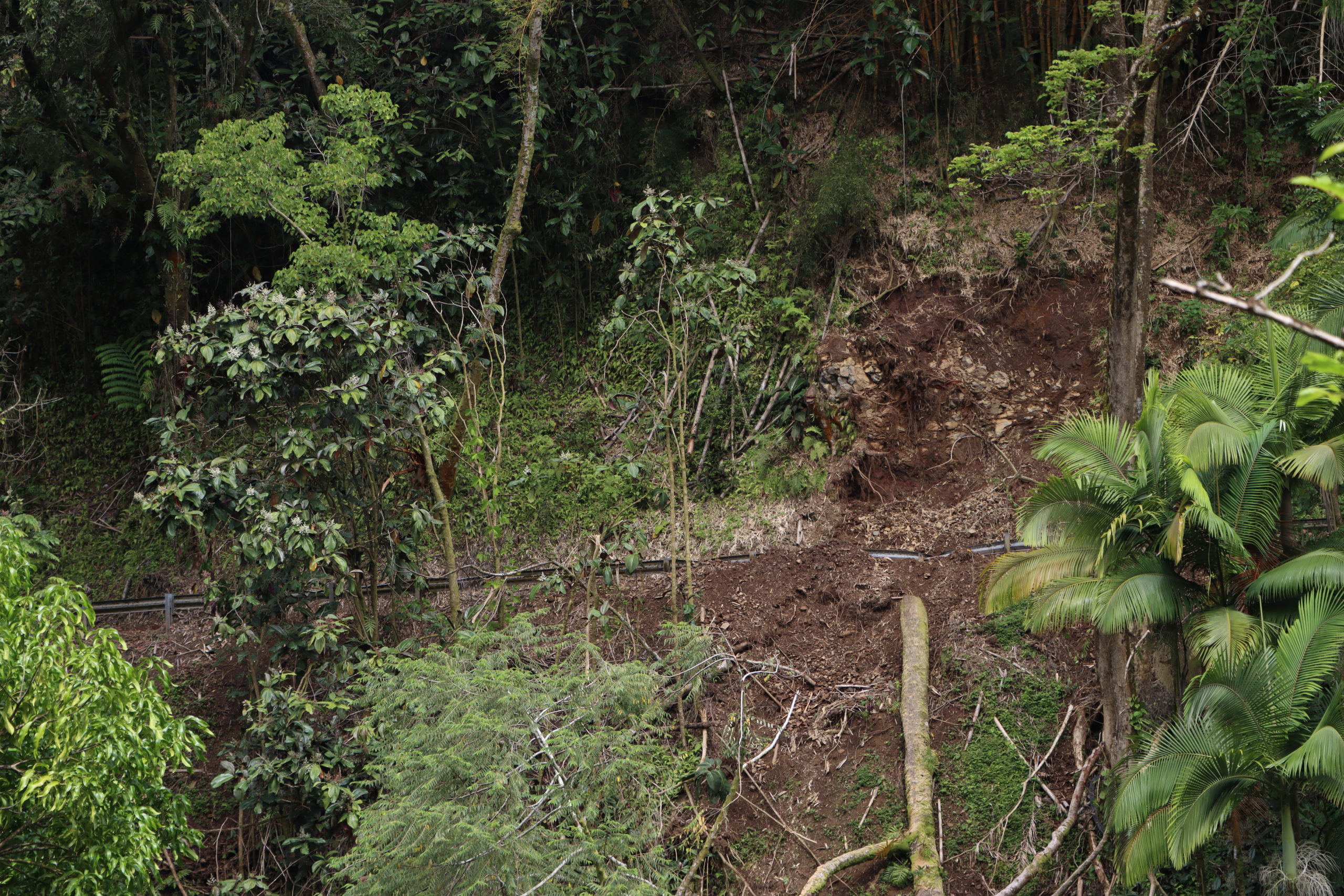Photo shows a small landslide on a Hawaiian slope which is invaded by miconia plants.