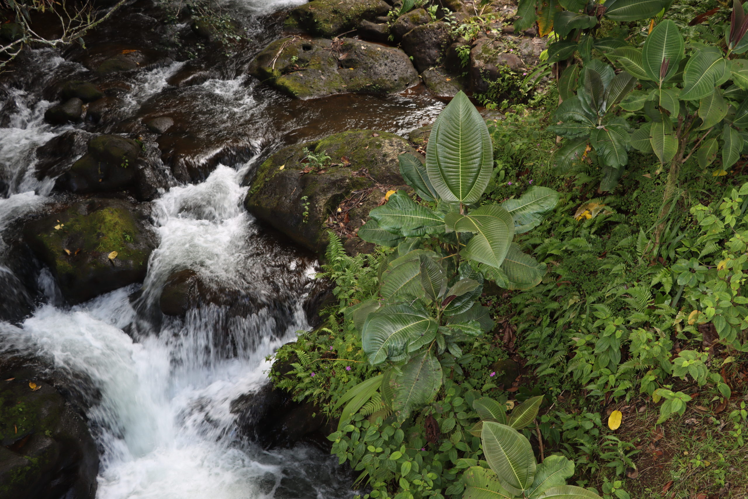 A miconia plant grows next to a small stream.