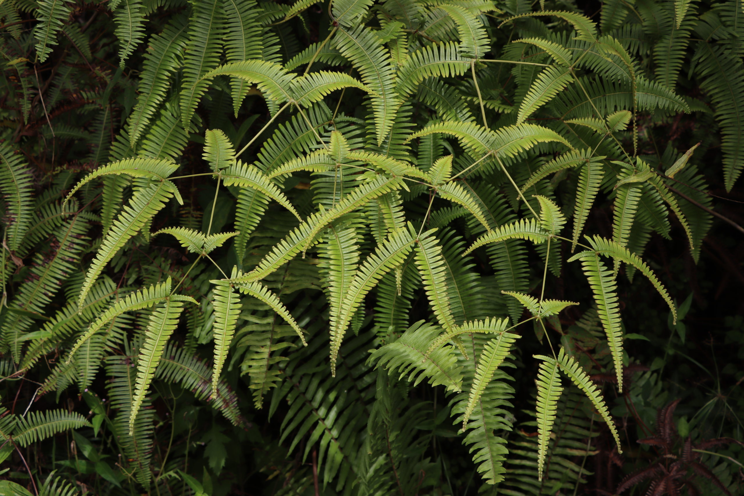 native uluhe fern