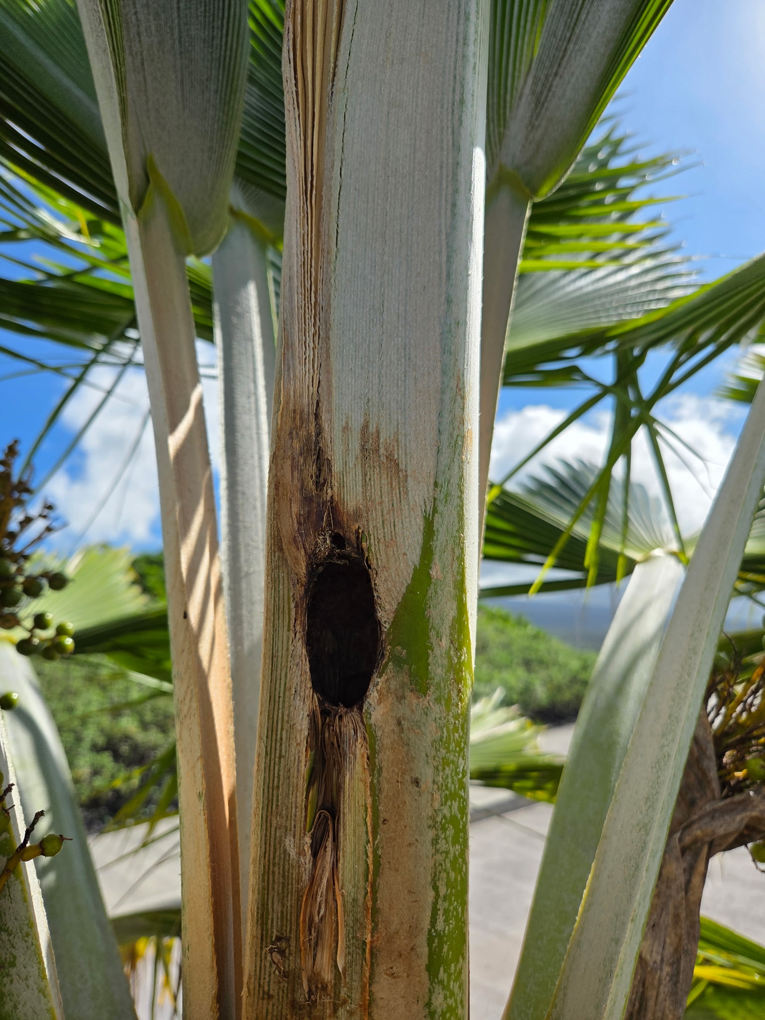 2 inch bore hole in growing spear of a lolu palm