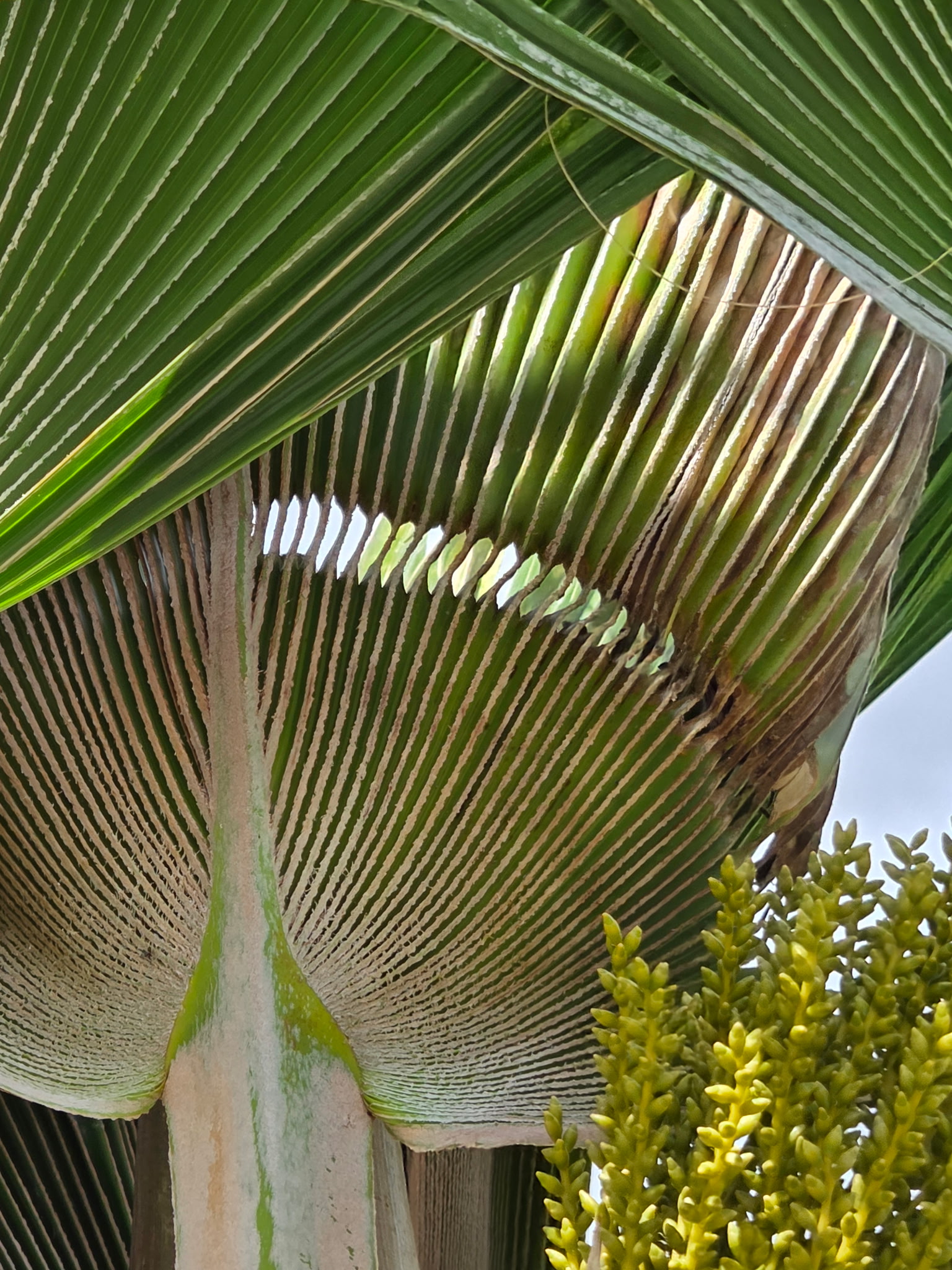 a lolu palm leaf that has a row of holes in the leaf, like a paper snowflake pattern.