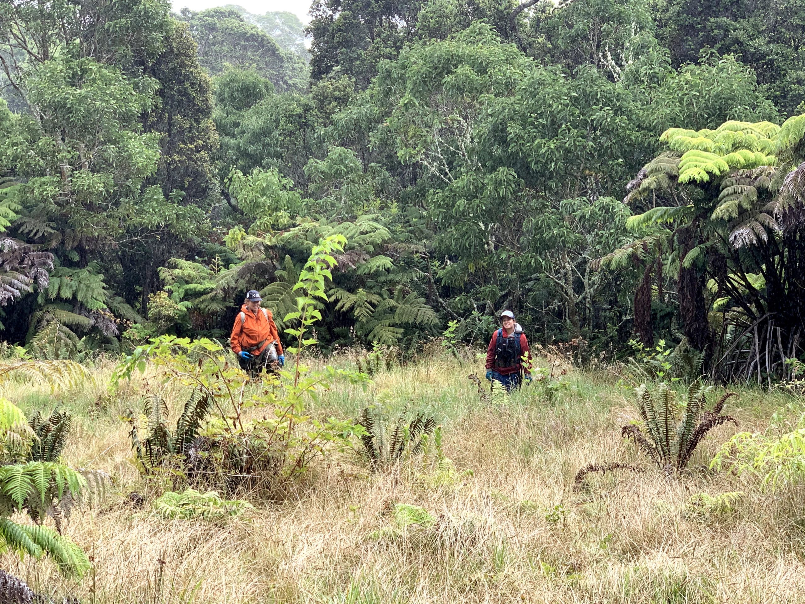 invasive species hawaii