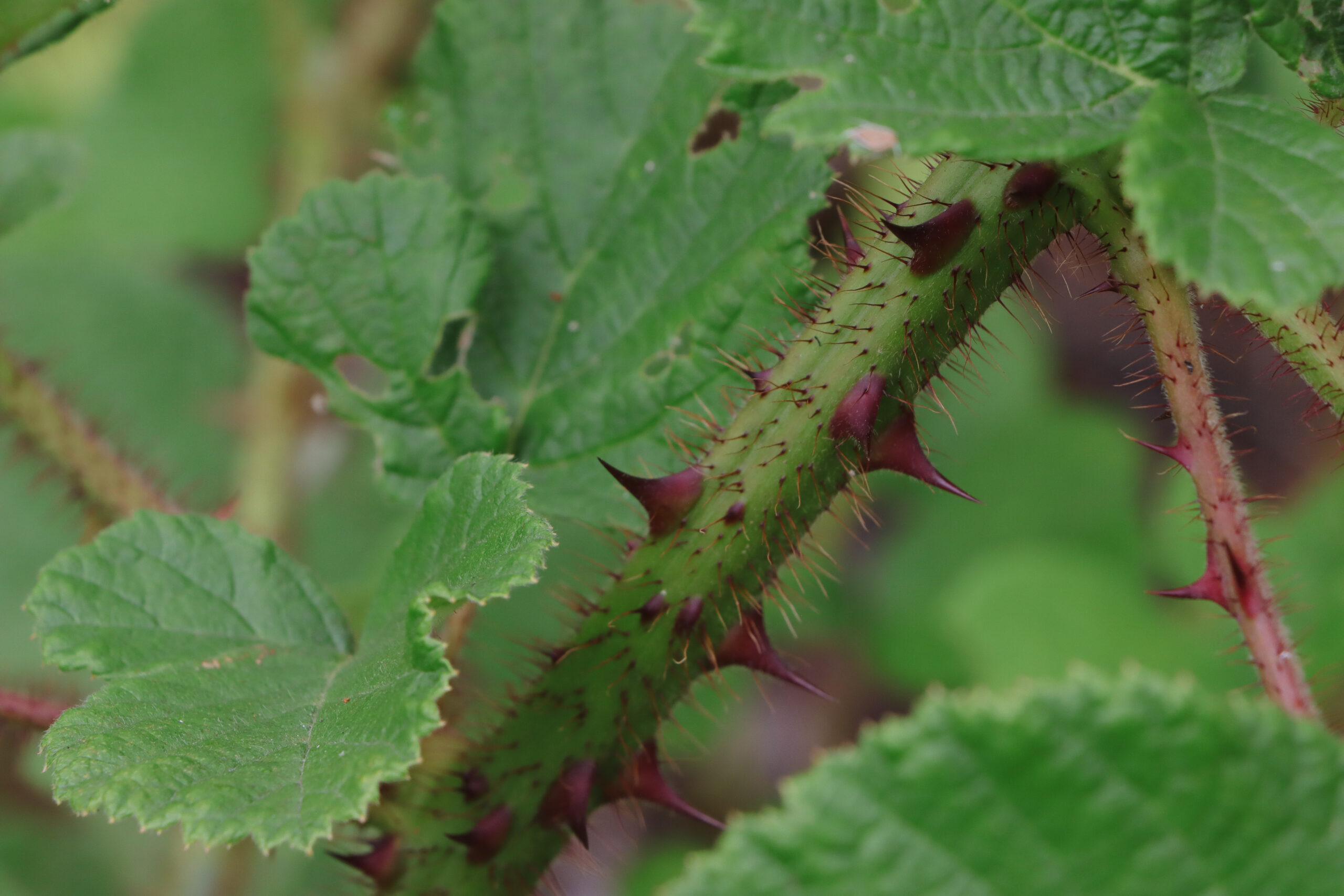 rubus ellipticus closeup of thorns