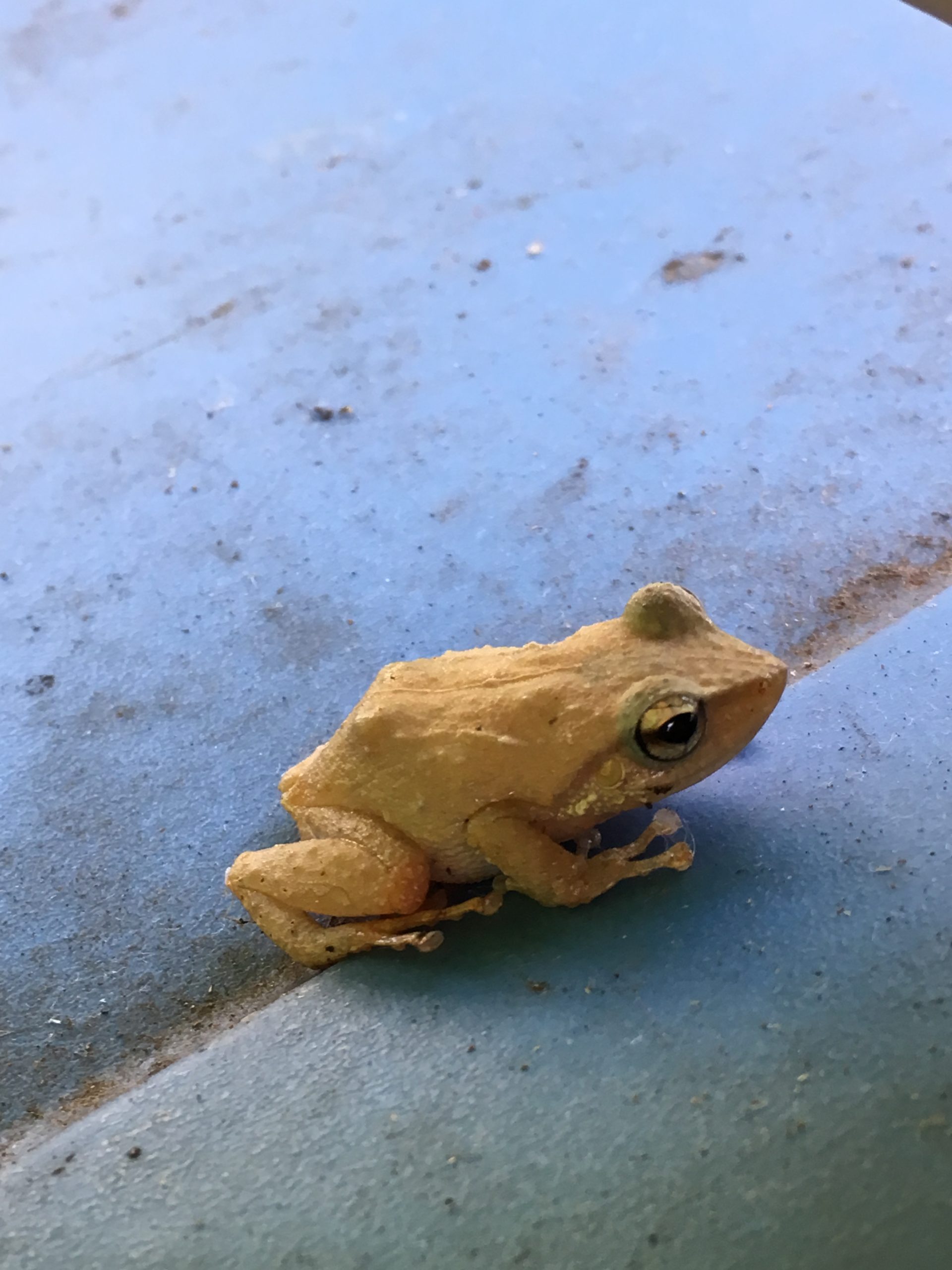 Coqui Frogs - Big Island Invasive Species Committee (BIISC)