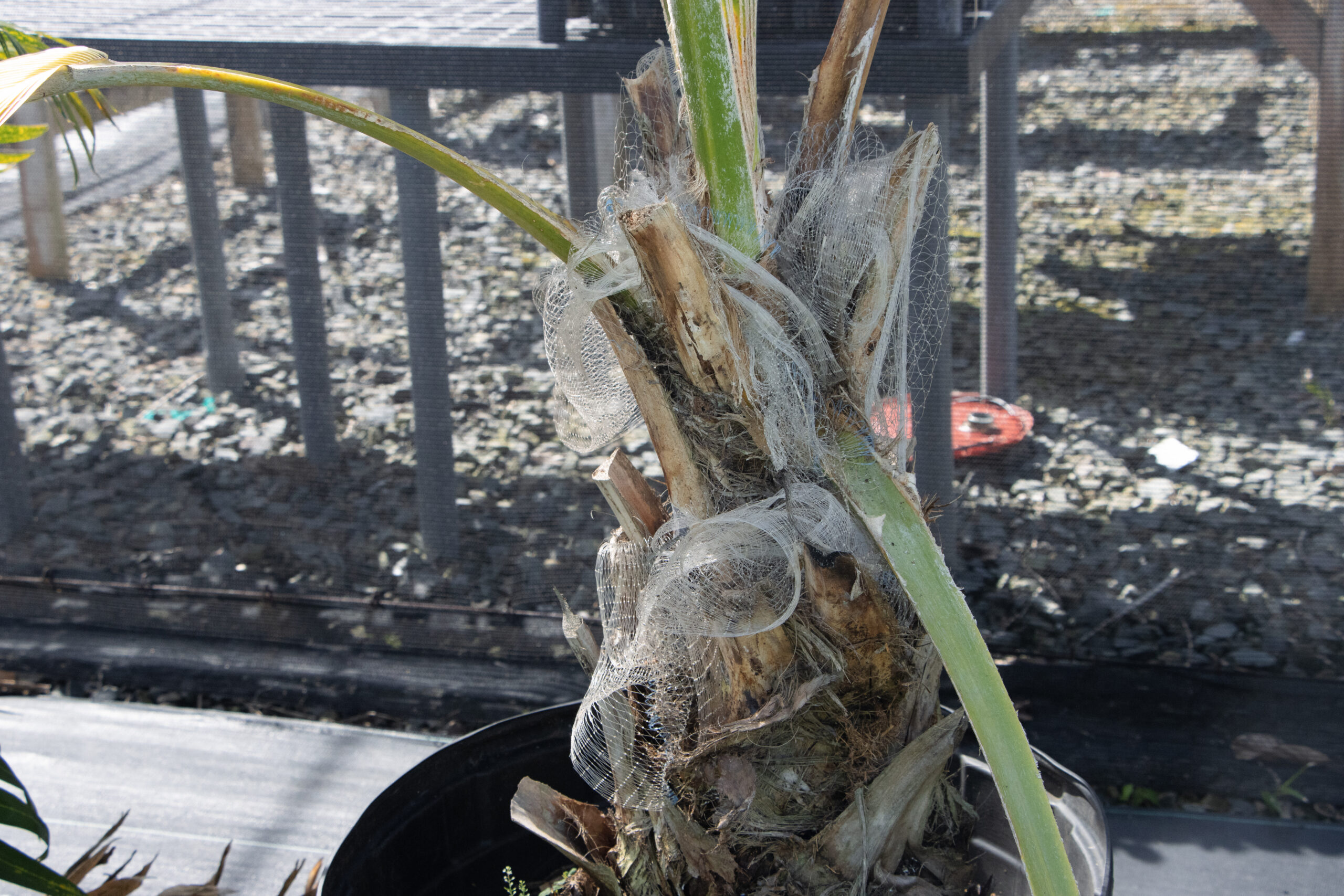 damaged fan palm wrapped in netting