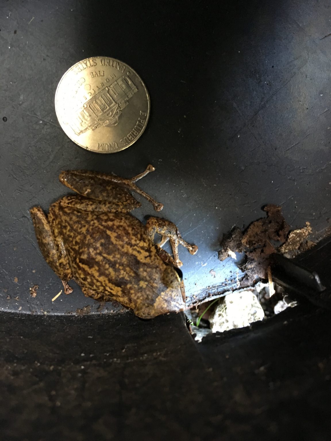 Coqui Frogs Big Island Invasive Species Committee (BIISC)