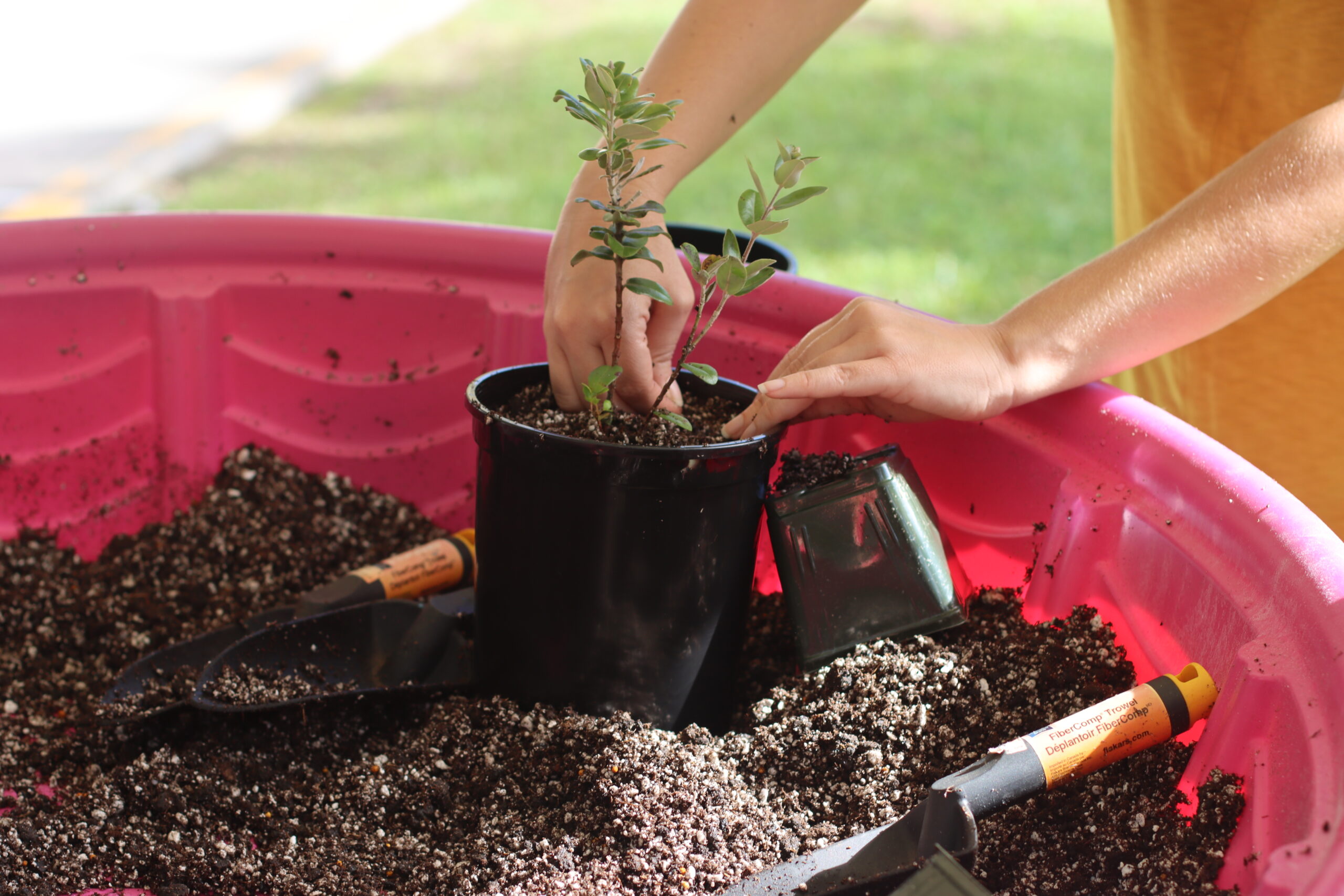 person planting ohia seedling
