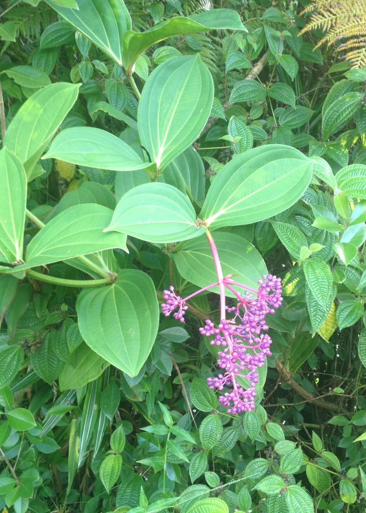 Medinilla (a melastome, related to miconia) growing wild in Mt. View