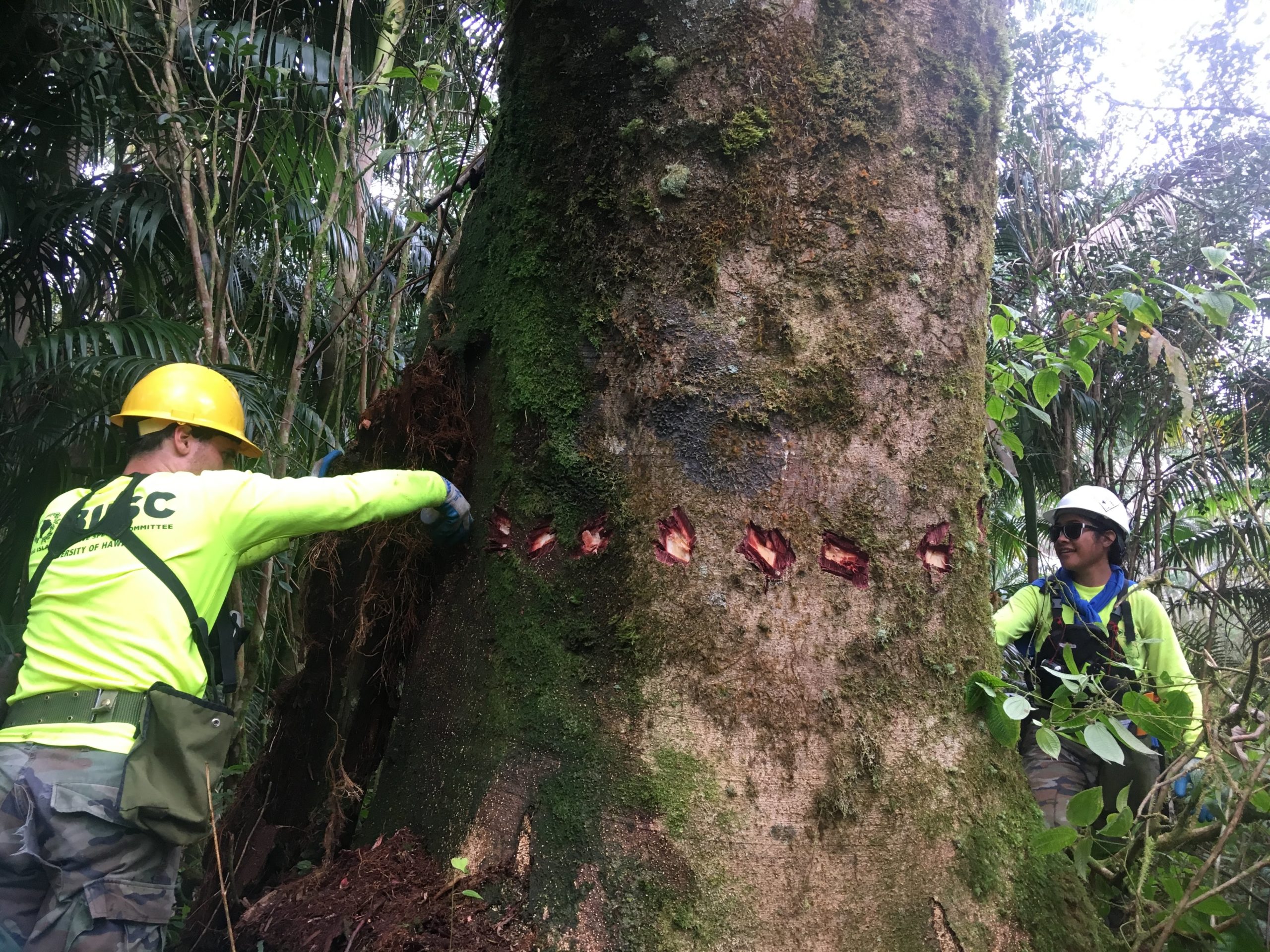 albizia_training