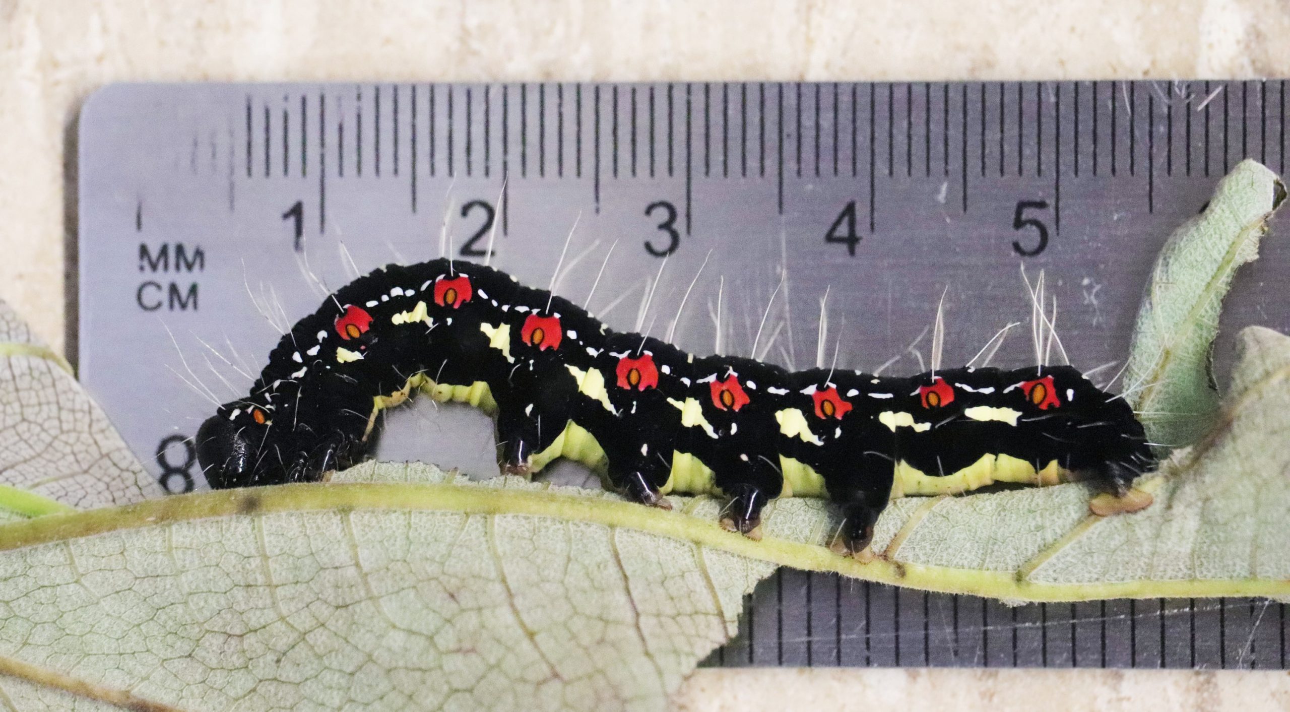 Ramie moth late instar black morph