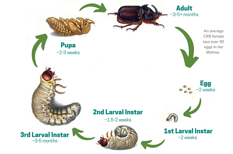 Life cycle of CRB showing from egg through 3 instars, then to pupa, and finally emerges as an adult beetle.