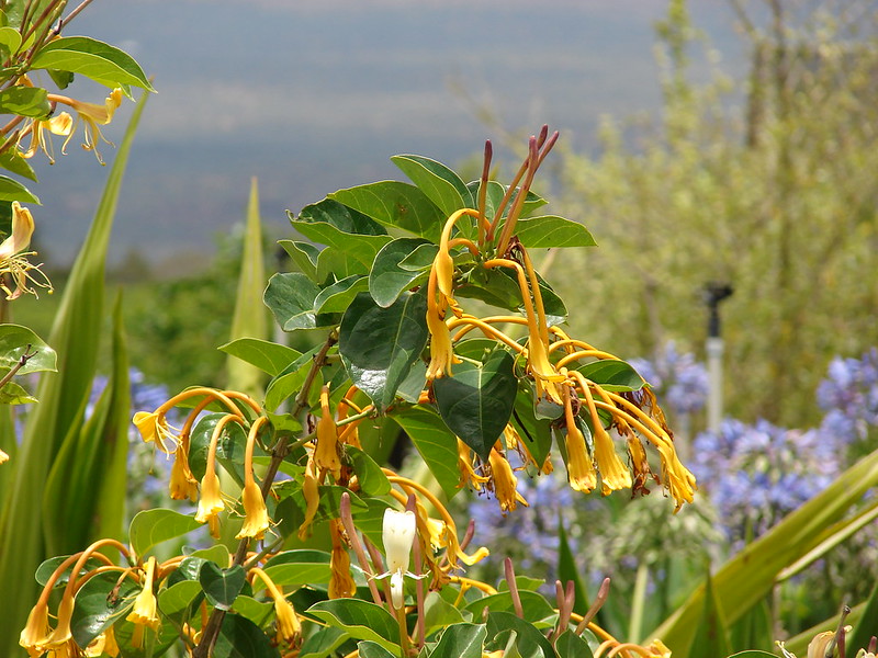 Lonicera hildebrandiana