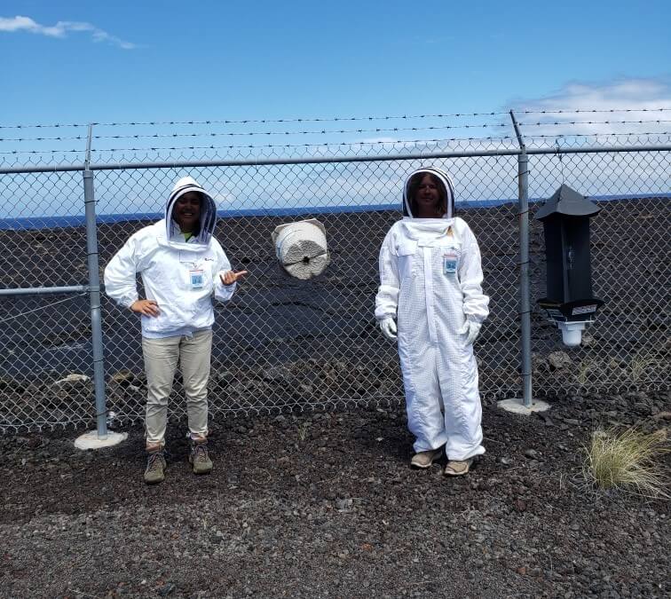 BIISC staff in bee suits checking swarm trap that is attached to fence