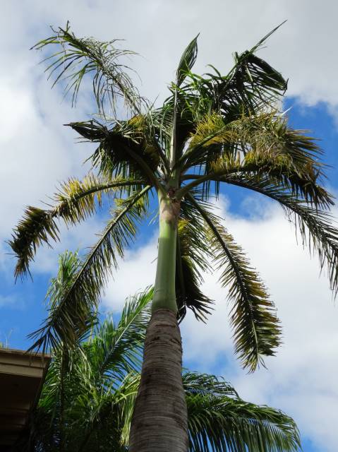 Manila palm canopy showing younger distorted fronds and thinning older fronds.