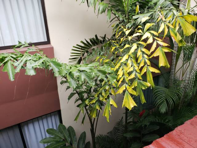 Fishtail palm canopy showing new frond with yellowing leaflets and green veins.