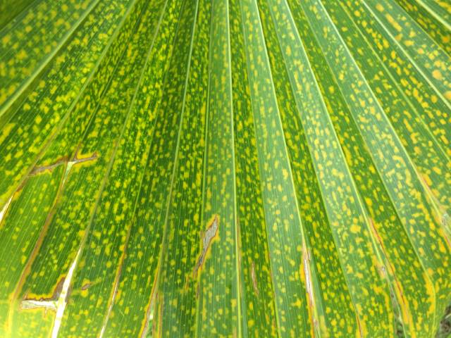 Closeup of a fan palm frond with splotchy yellow dieback and yellowing near the tips.