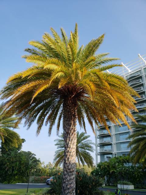 A date palm tree in an urban park area. The canopy is severely yellow on older fronds and getting slightly more green at newer growth.