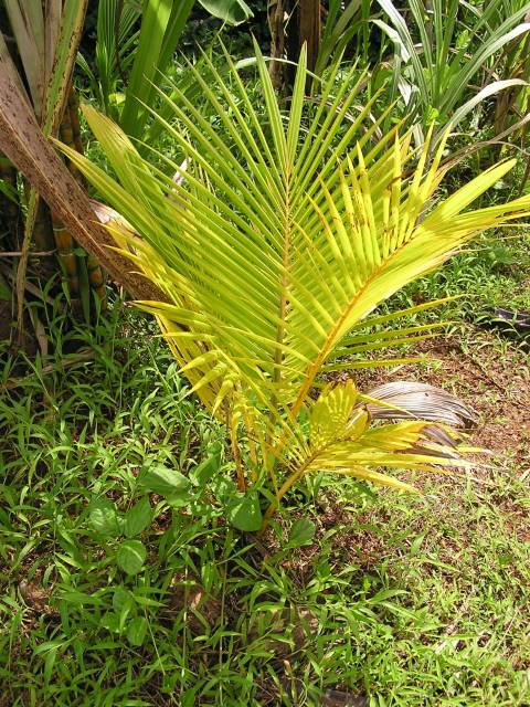 Young coconut growing in grassy area. The fronds are yellowing wholly.