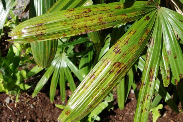 Closeup rhapis palm with scabbing coloration of this leaf spot.