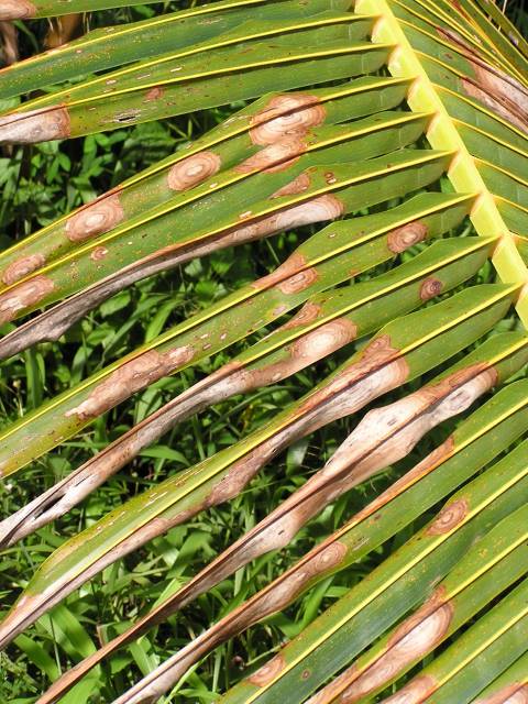 Closeup of coconut palm with necrotic smooth regions across frondlets.