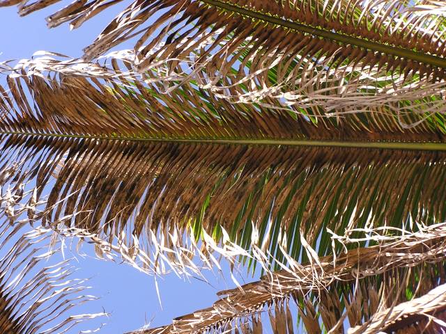 Closeup of coconut palm frond with potassium deficiency and dark brown to black areas on the underside of frond.