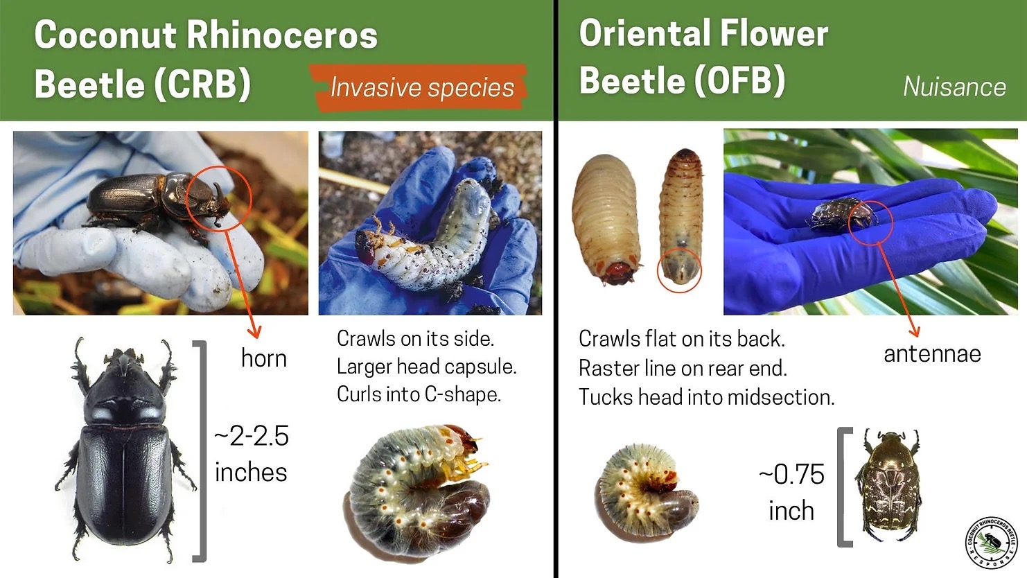 graphic detailing the differences between coconut rhinoceros beetle and oriental flower beetle
