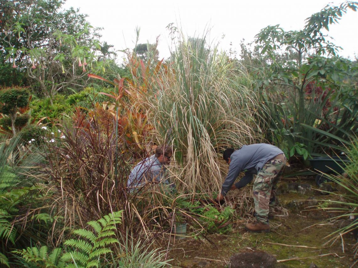 pampas grass removal