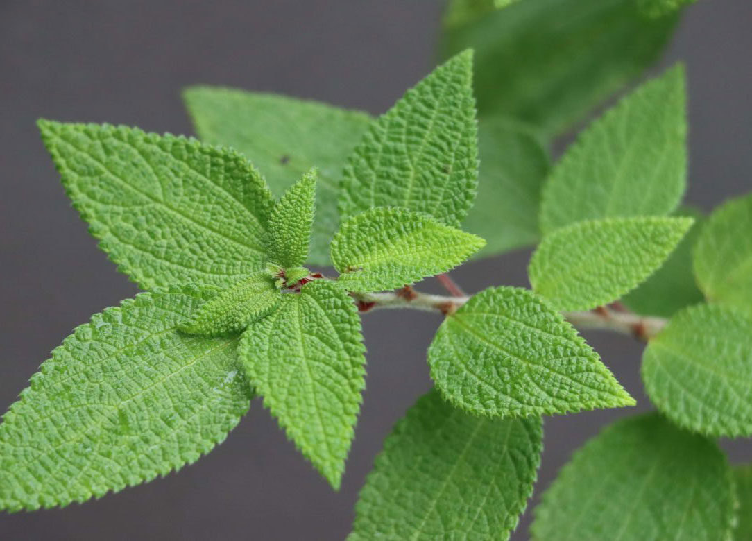 Phenax leaves and growth pattern