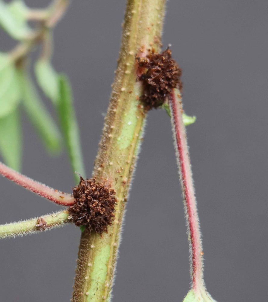 Phenax seed ball