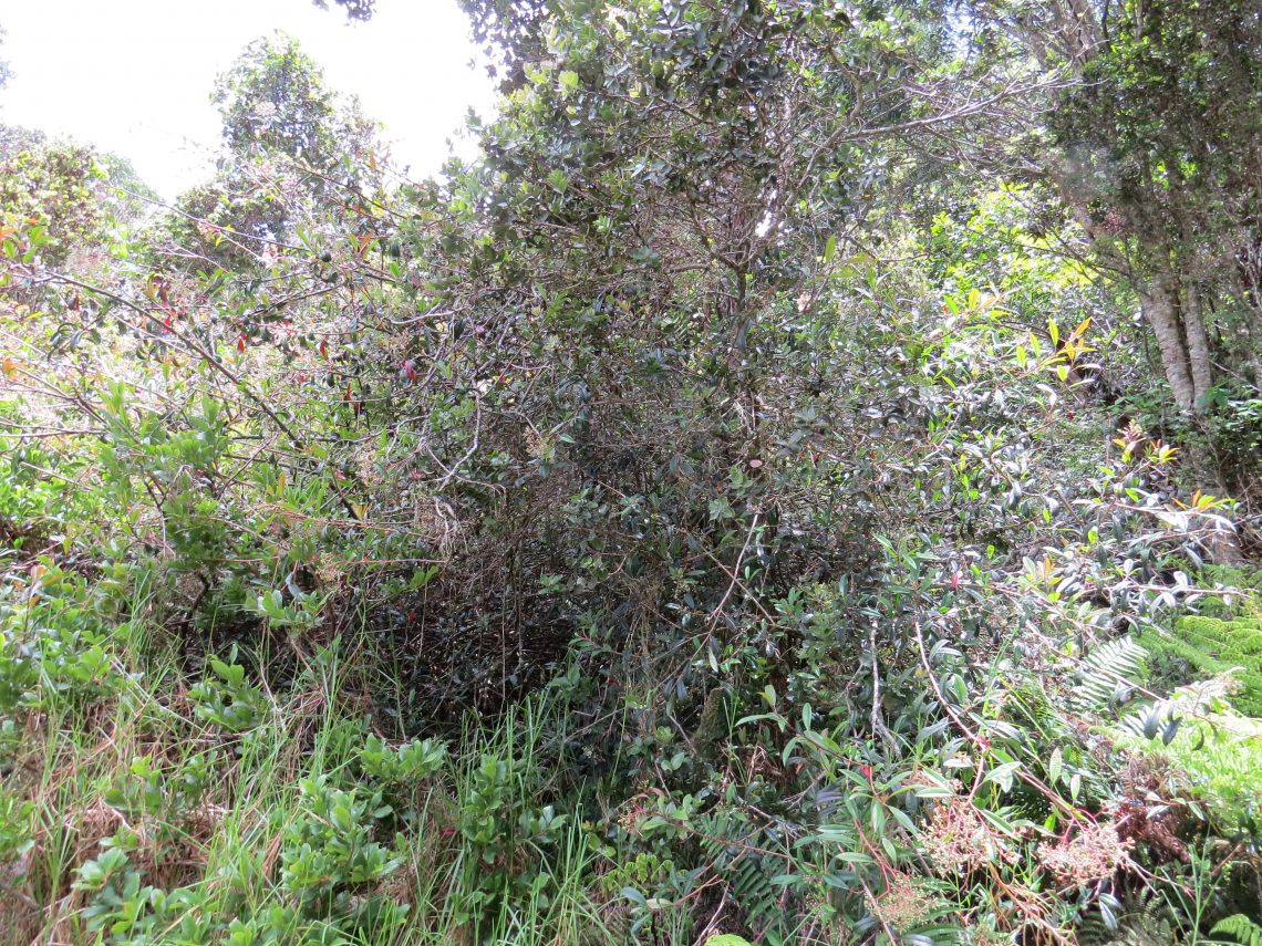 invasive photinia