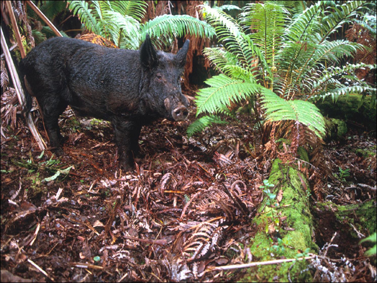 feral pig in native forest