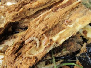 QLB larvae in dead log