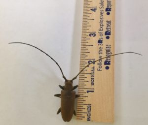Queensland Longhorn Beetle
