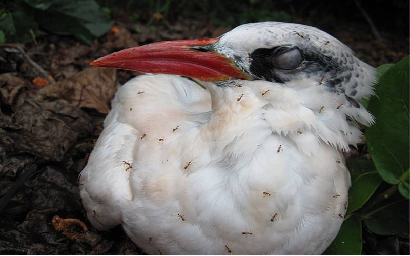 dead sea bird covered in ants