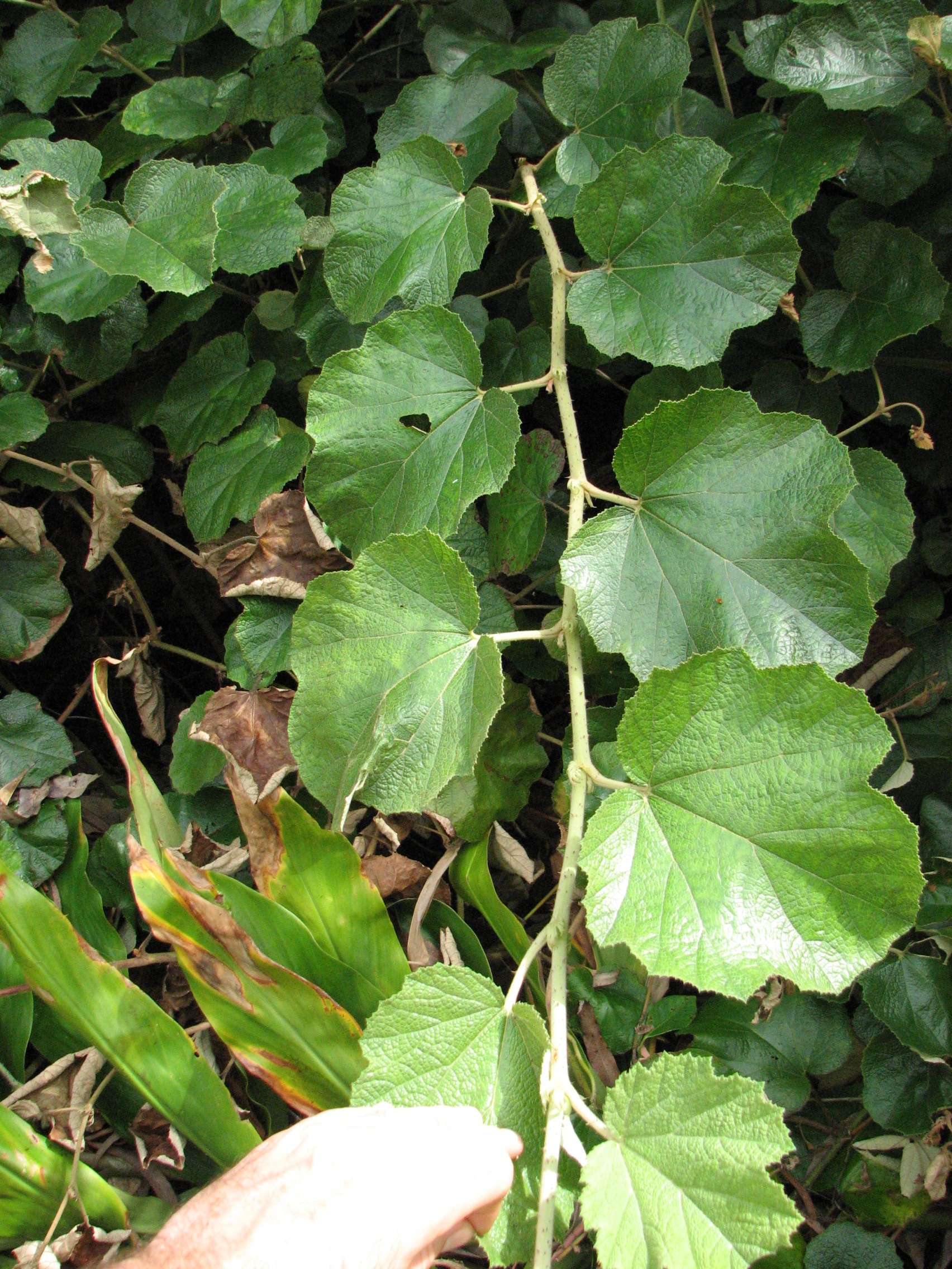 Rubus sieboldii