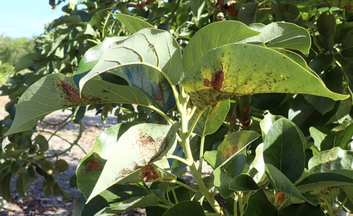 Alert: New Pest Attacking Avocado