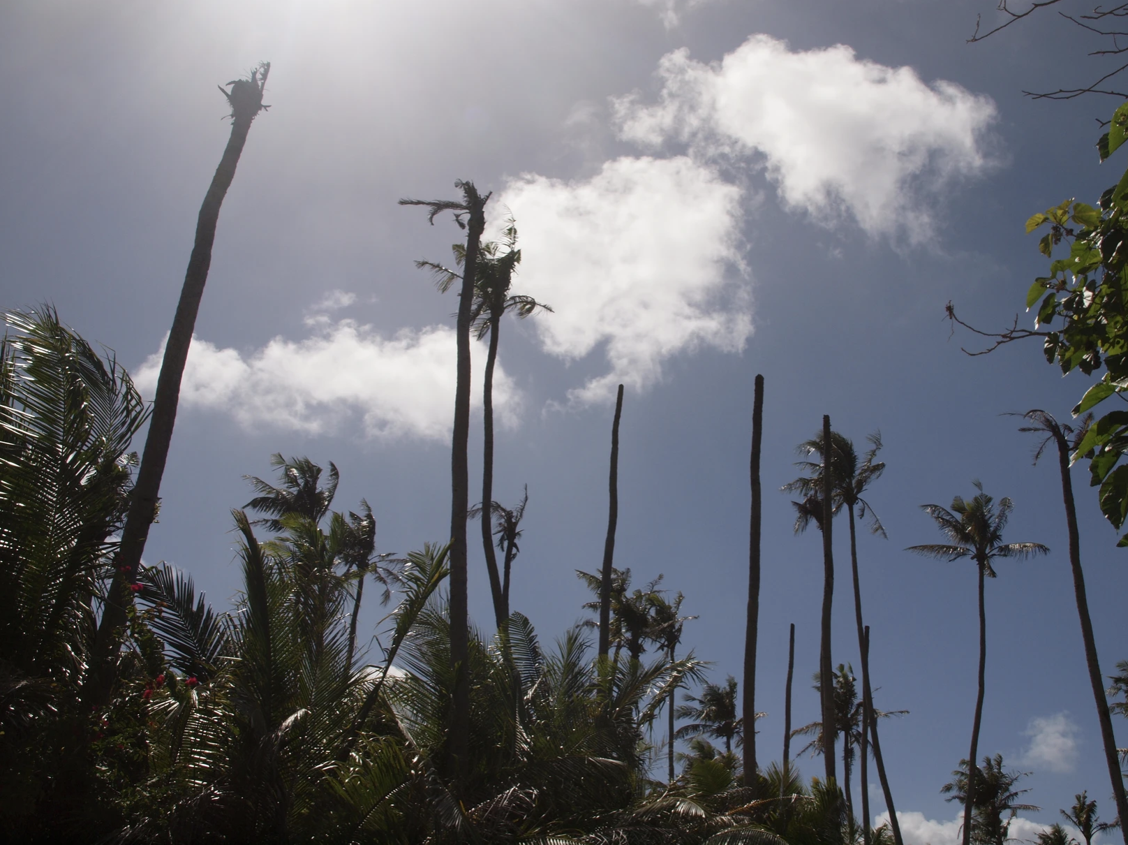 dead coconut trees on Guam after a coconut rhinoceros beetle infestation 