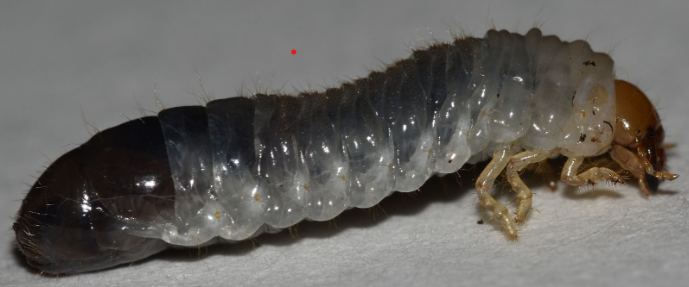 close up side view photo of a chinese rose beetle grub