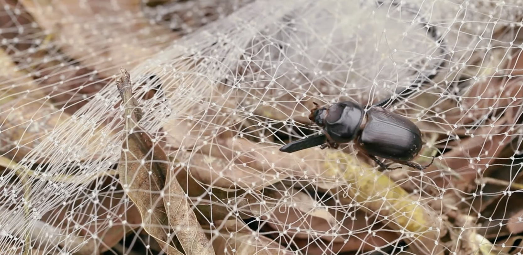 coconut rhinoceros beetle stuck in netting