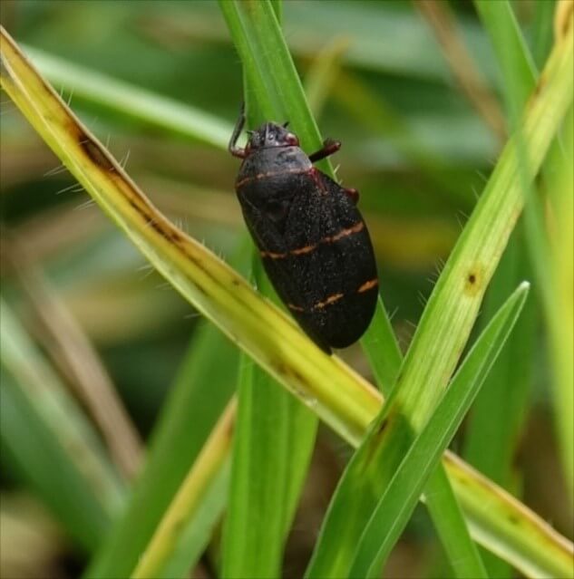 two  lined spittlebug on grass