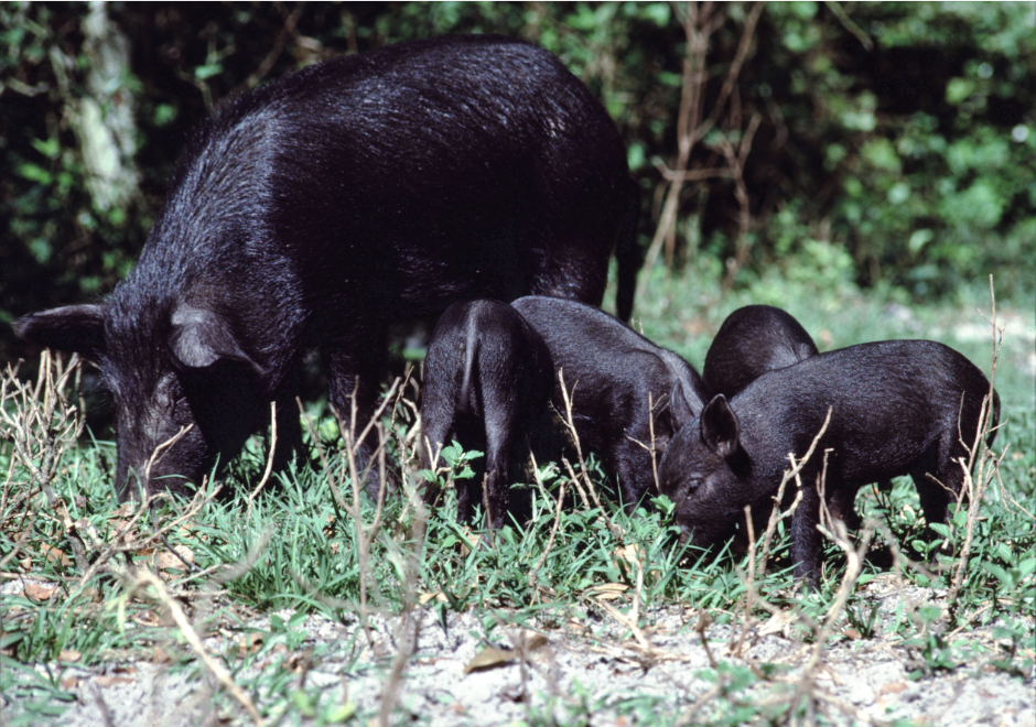 feral pig with babies