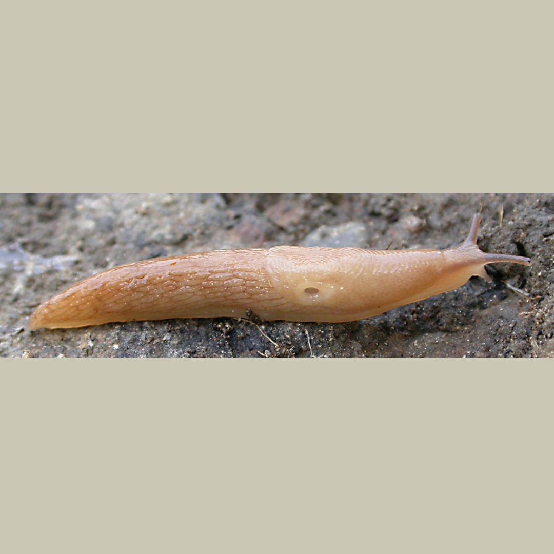 Grey Field Slug, creme colored, no speckles