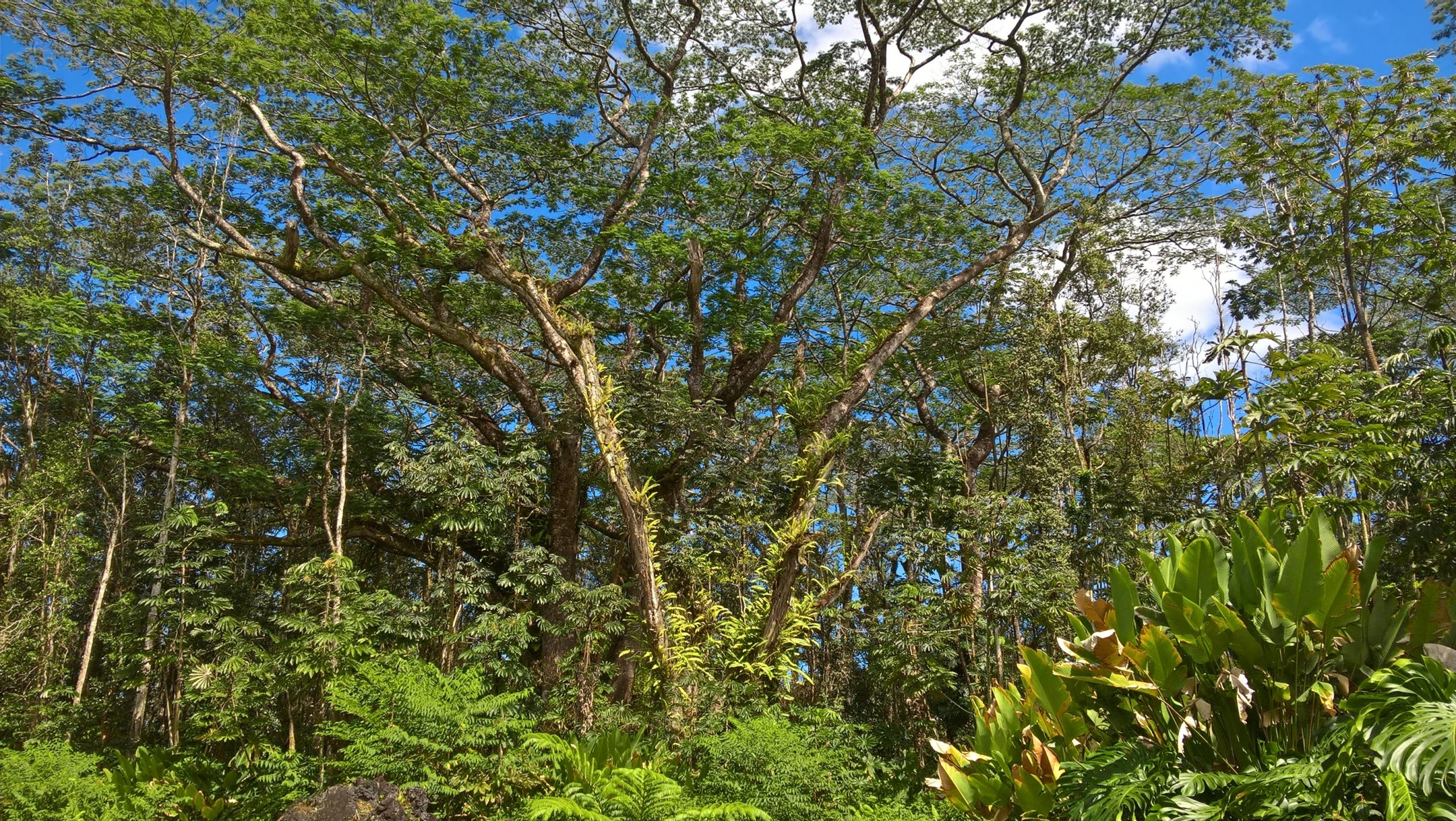 albizia webinar