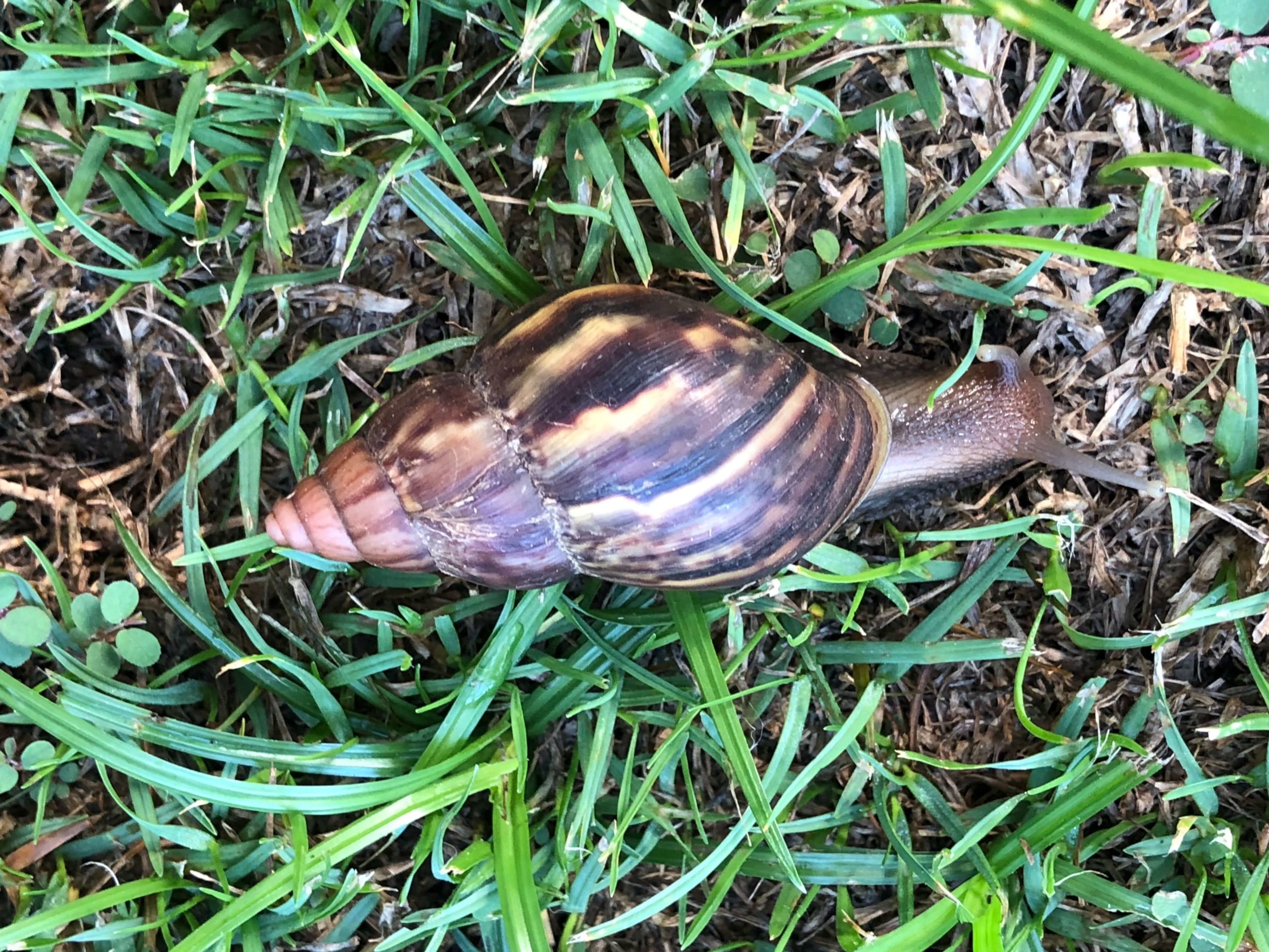 adult african snail in grass