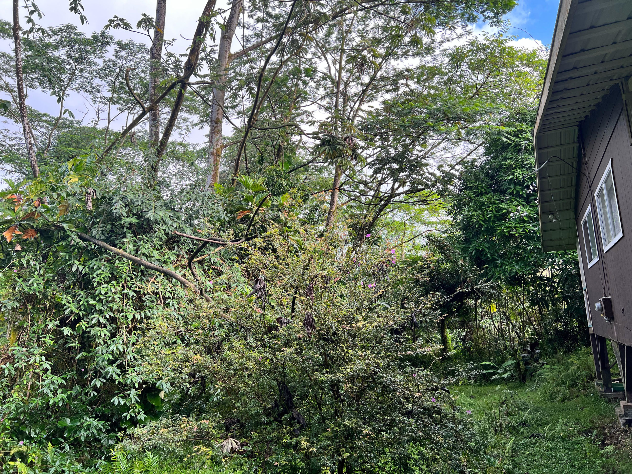 albizia over house