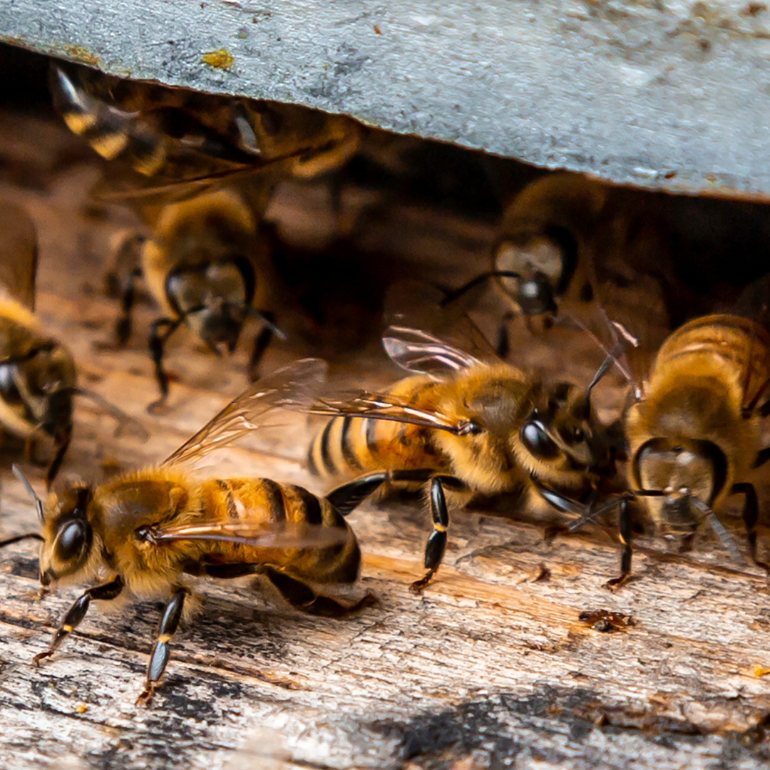 bees hanging out in front of a hive