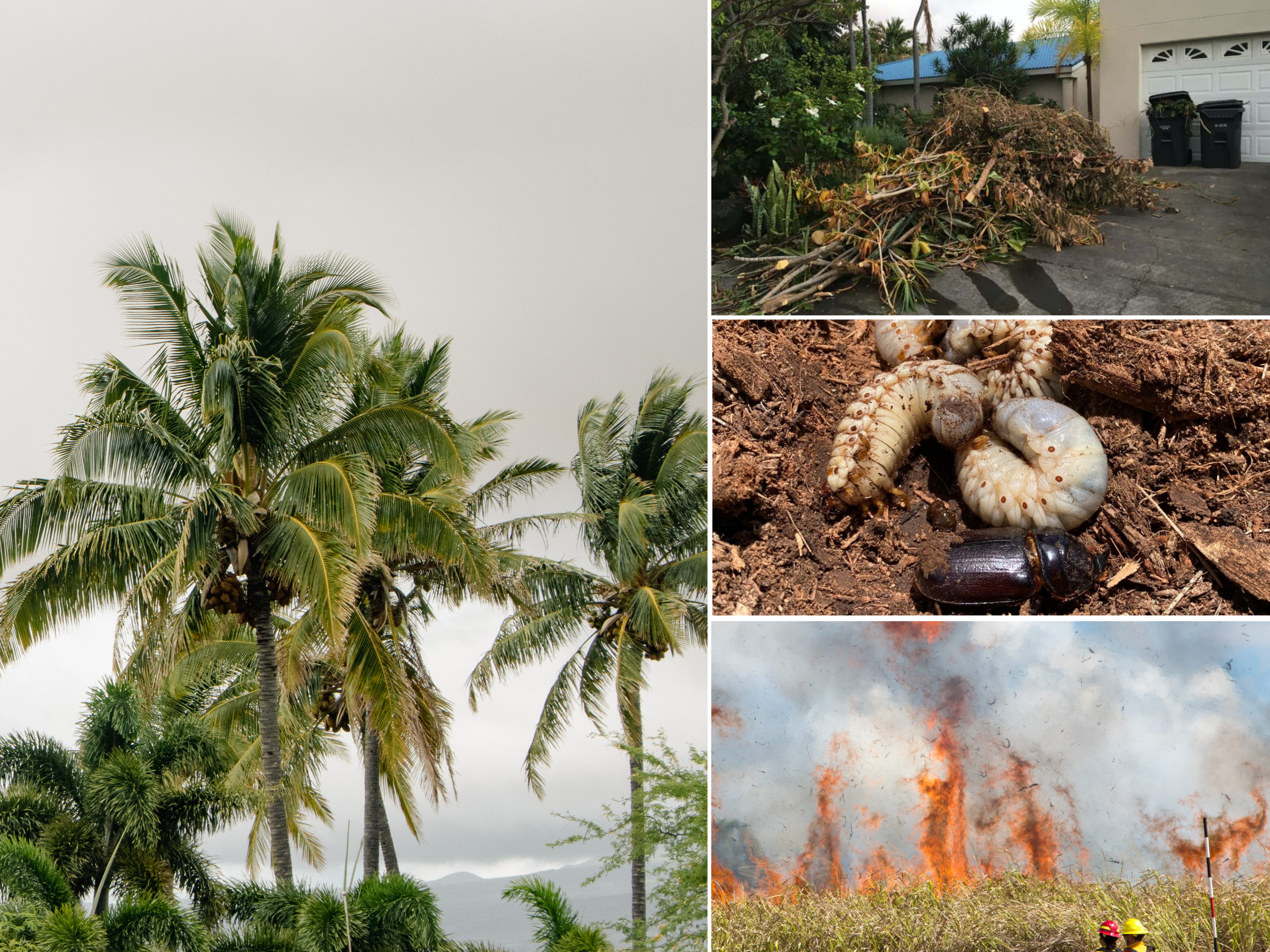 collage of coconut tree, green waste, crb larvae, and wildfire