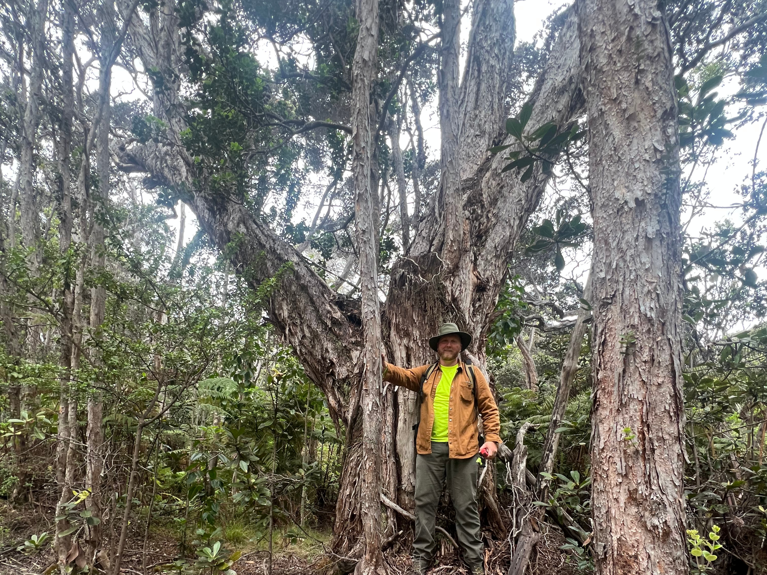 man in forest next to ohia tree
