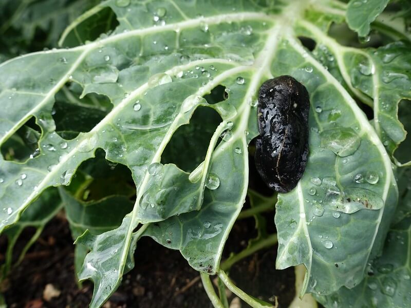 black slug feeding on produce